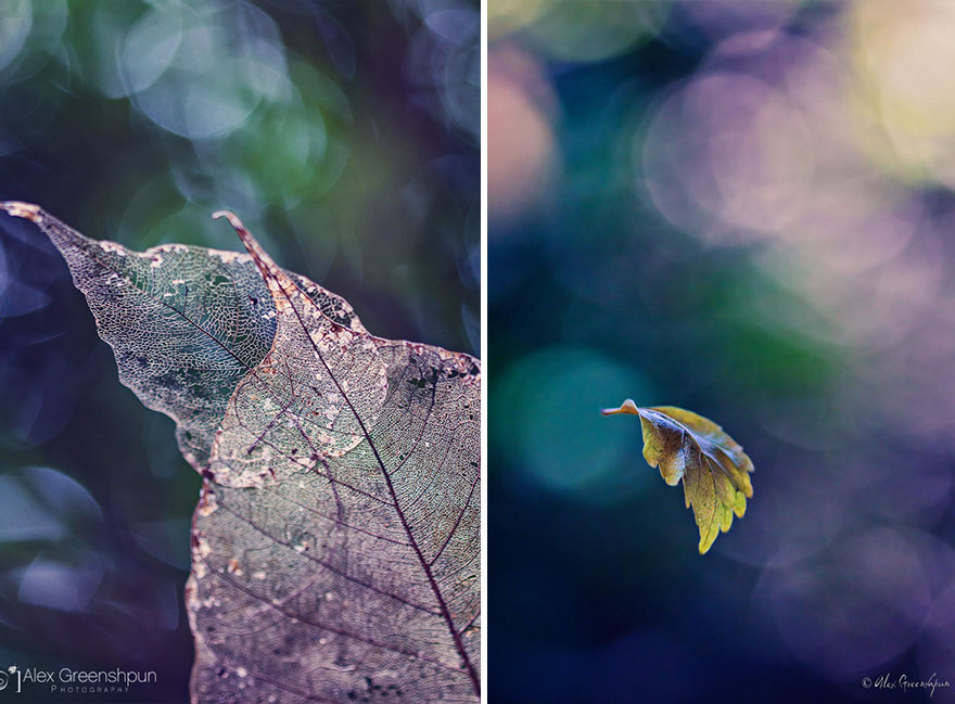 The Magic Of Fall Captured By Alex Greenshpun