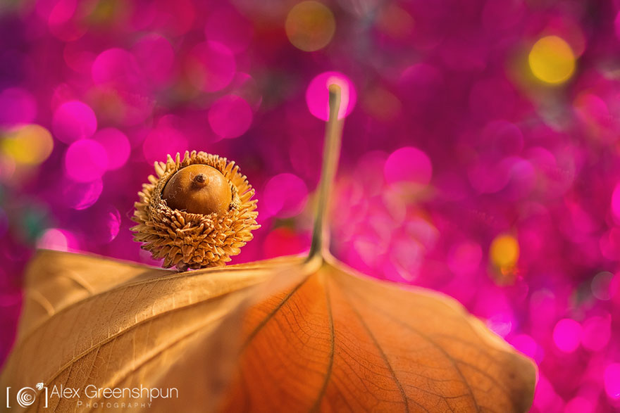 autumn-photography-alex-greenshpun-3