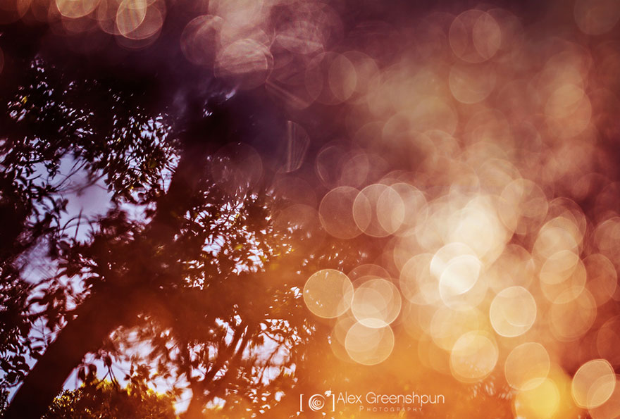 autumn-photography-alex-greenshpun-4
