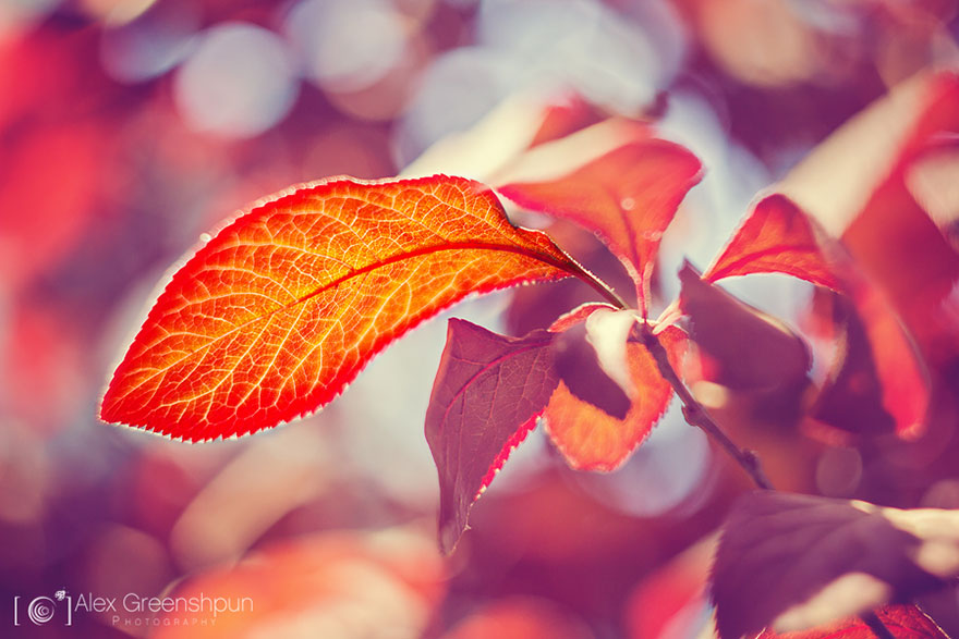 autumn-photography-alex-greenshpun-5