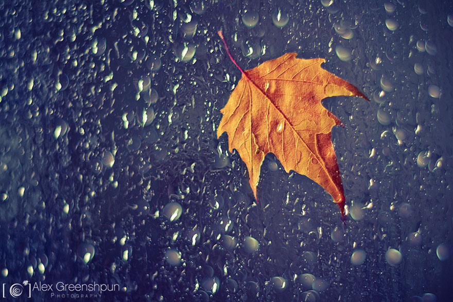 autumn-photography-alex-greenshpun-8