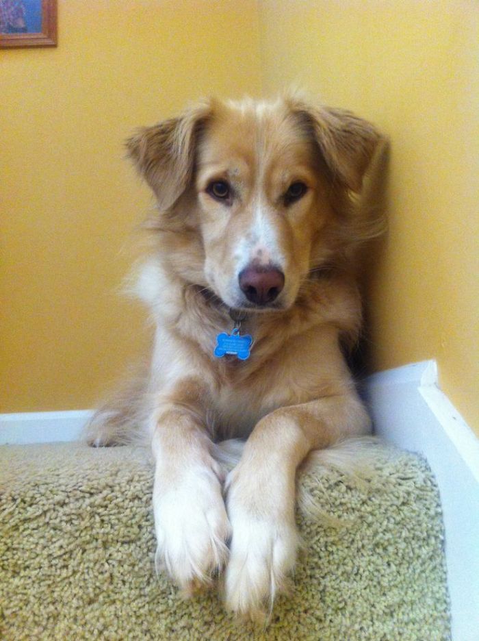 Golden Retriever/border Collie-gold, Could Also Be Black