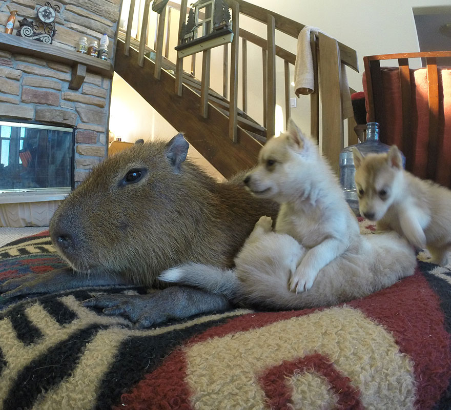 capybara-plays-with-husky-puppies-1