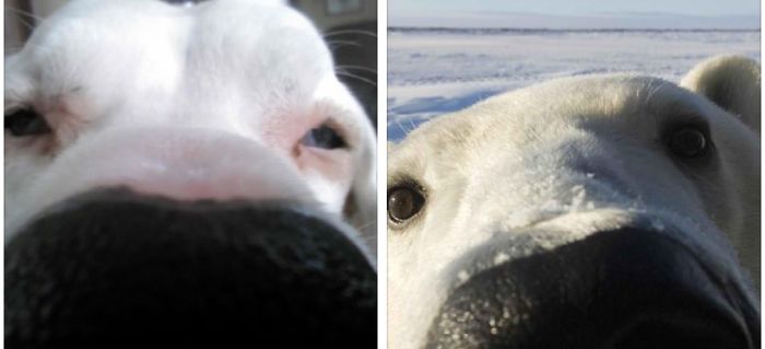 Dane Nose ~ Polar Nose