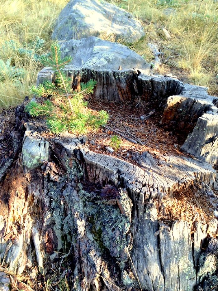 Dead Tree And New Life - Turkey/bolu