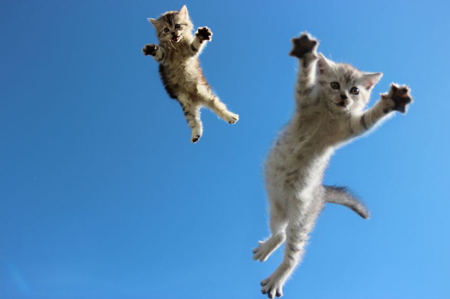 Jumping cats