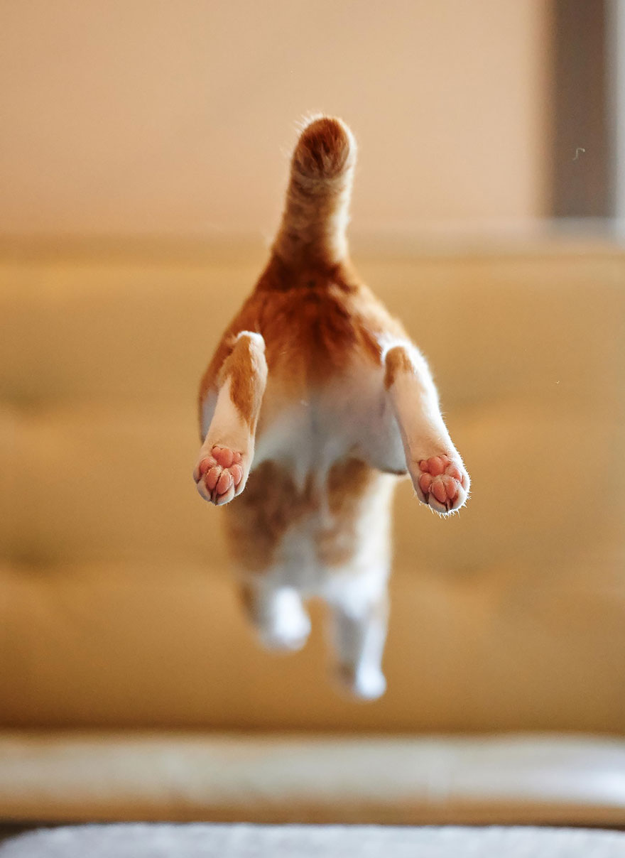 Jumping cat