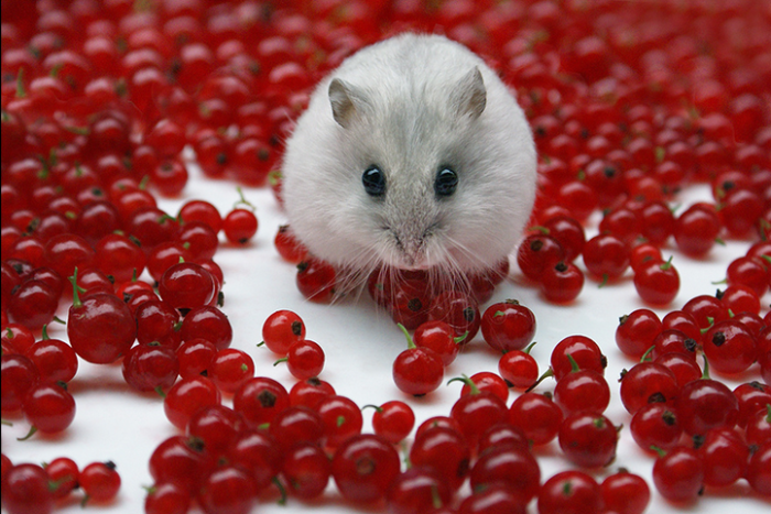 Cute Hamster With Cherries