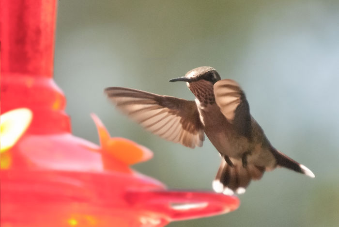 Female Ruby-throated Hummer, Approaching My Feeder. Taken With Nikon D3000 At F5.6 1/2000.