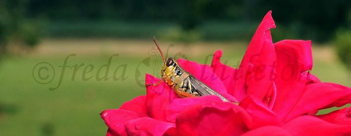 Grasshopper On Rose