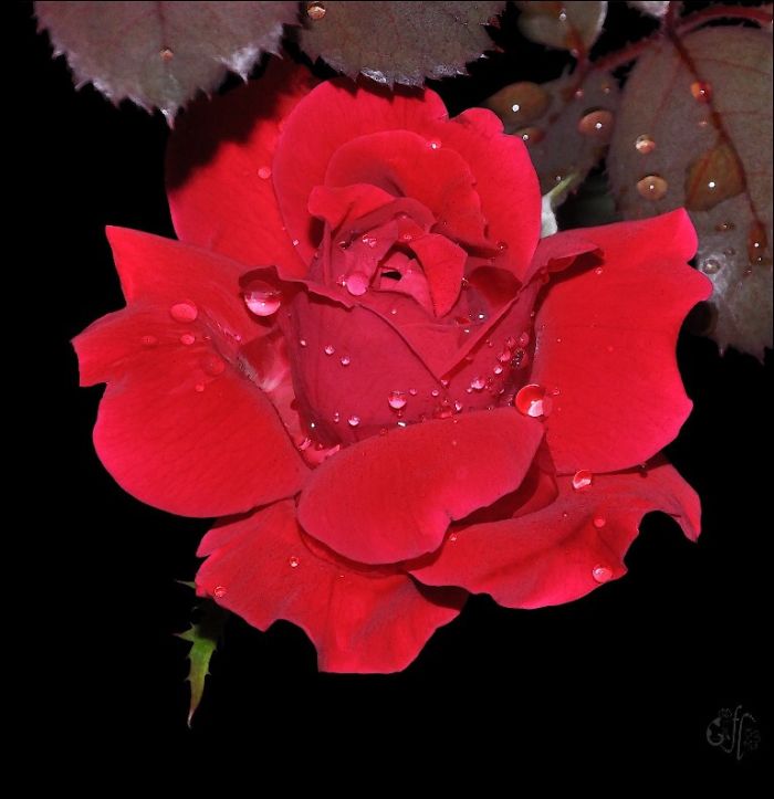 Rose In Rain