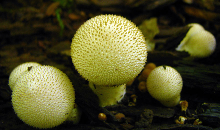 Mushroom Balls