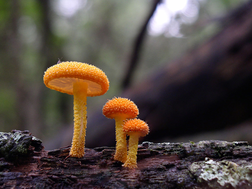 Tiny Orange Mushrooms