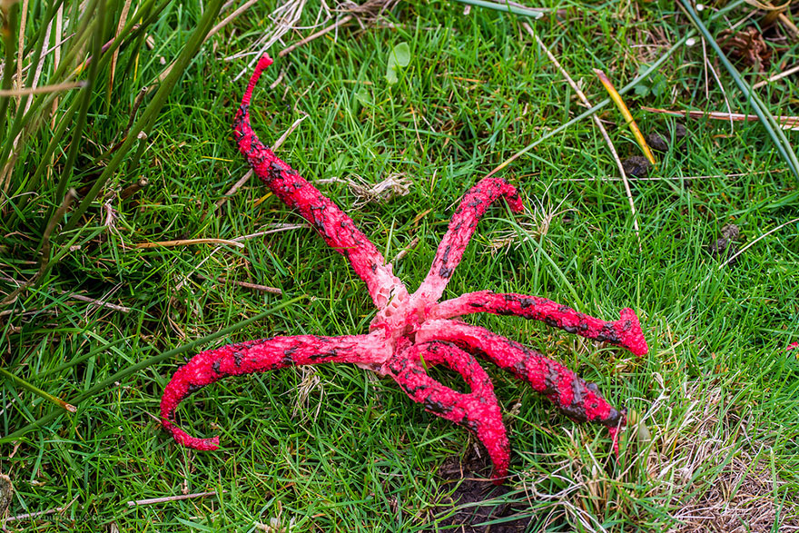 Octopus Stinkhorn (Devils Fingers)