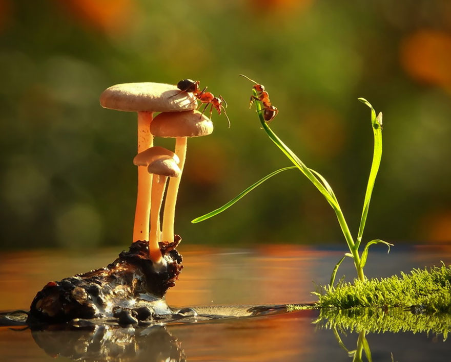 A Magical World Of Mushrooms By Vyacheslav Mishchenko