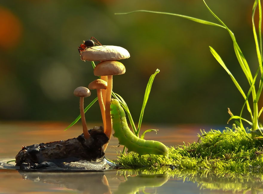 mushroom-photography-vyacheslav-mishchenko-11