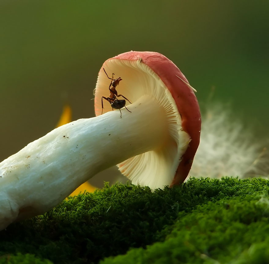 mushroom-photography-vyacheslav-mishchenko-12