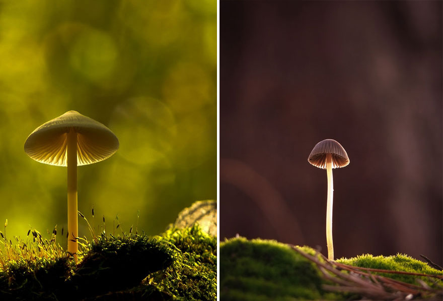 mushroom-photography-vyacheslav-mishchenko-16