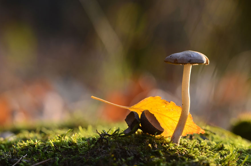 mushroom-photography-vyacheslav-mishchenko-17