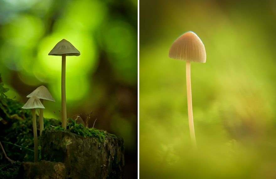 A Magical World Of Mushrooms By Vyacheslav Mishchenko