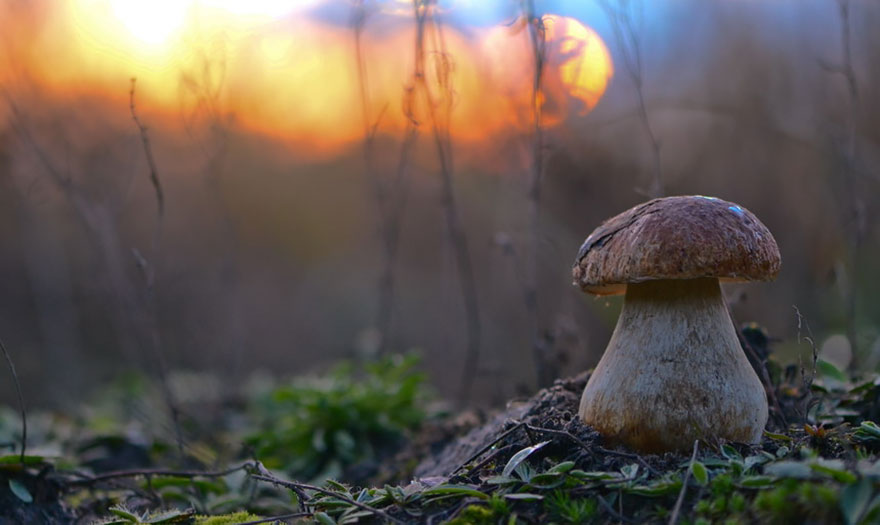 mushroom-photography-vyacheslav-mishchenko-21