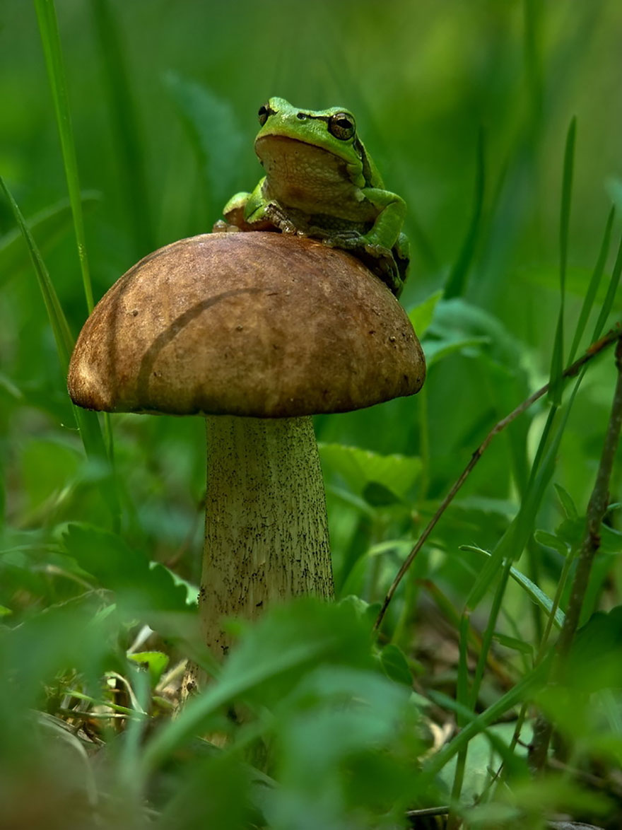 mushroom-photography-vyacheslav-mishchenko-24