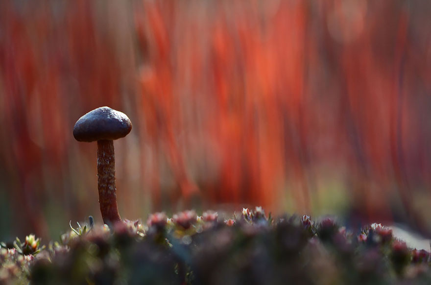 mushroom-photography-vyacheslav-mishchenko-25