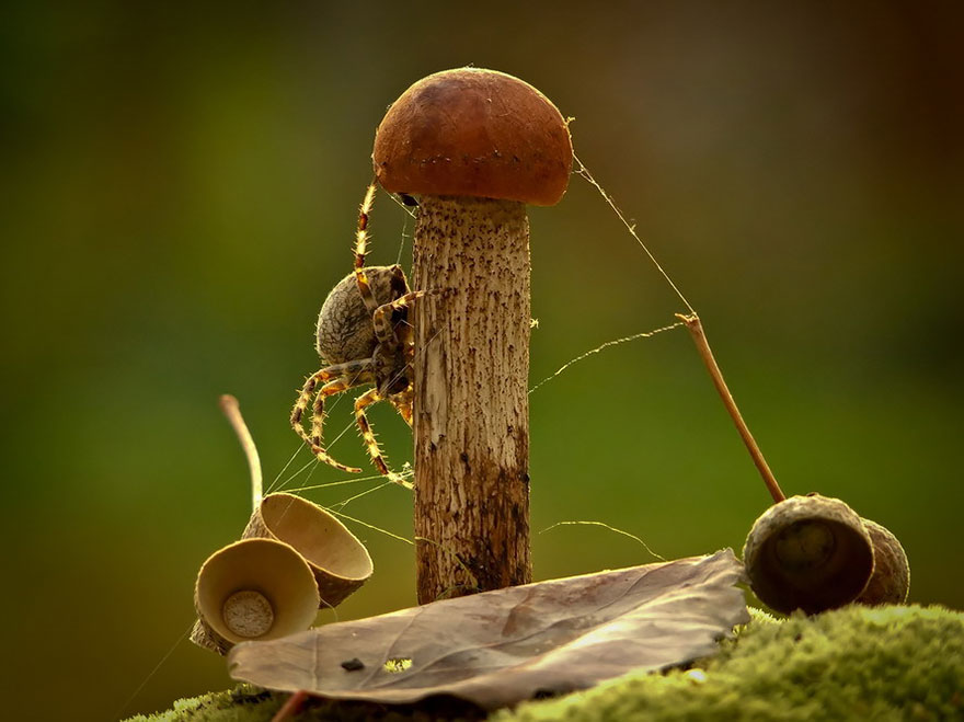 mushroom-photography-vyacheslav-mishchenko-31