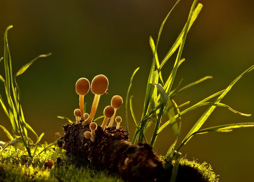 mushroom-photography-vyacheslav-mishchenko-32