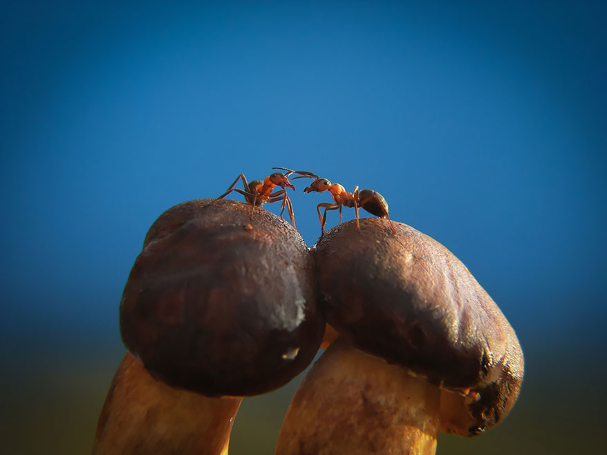 mushroom-photography-vyacheslav-mishchenko-35