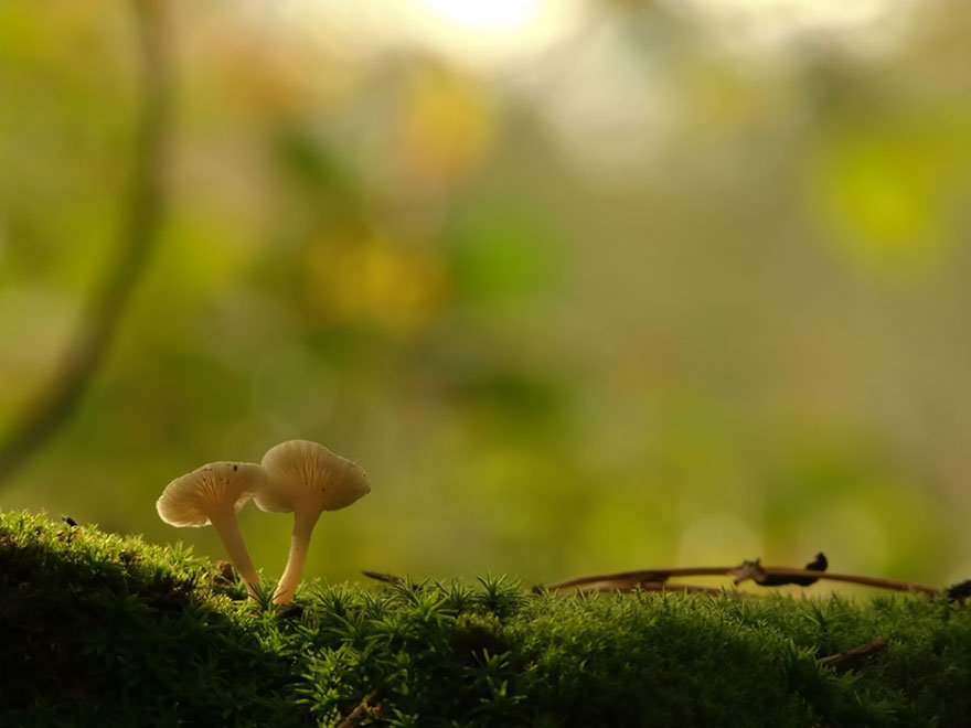 mushroom-photography-vyacheslav-mishchenko-36