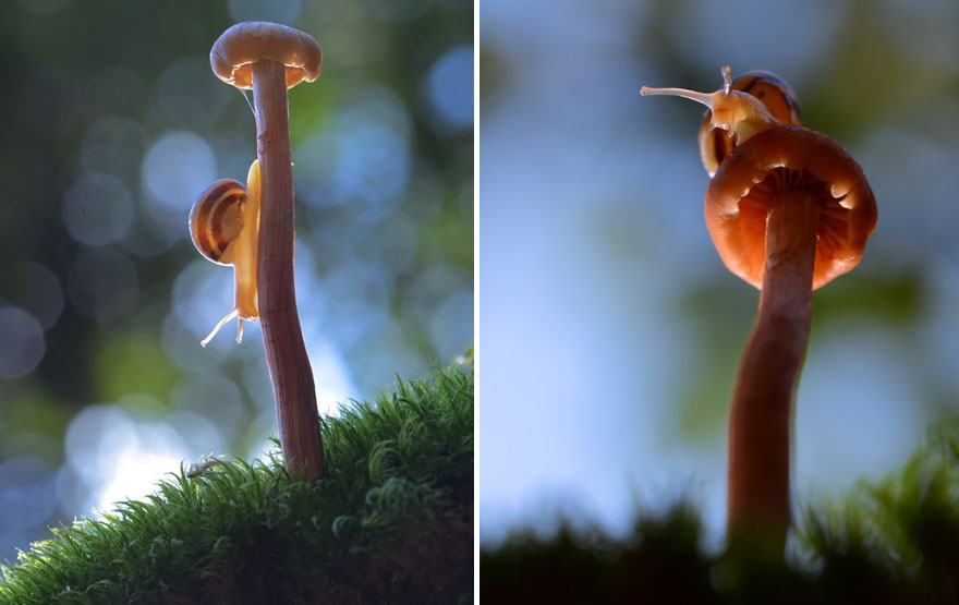 mushroom-photography-vyacheslav-mishchenko-8