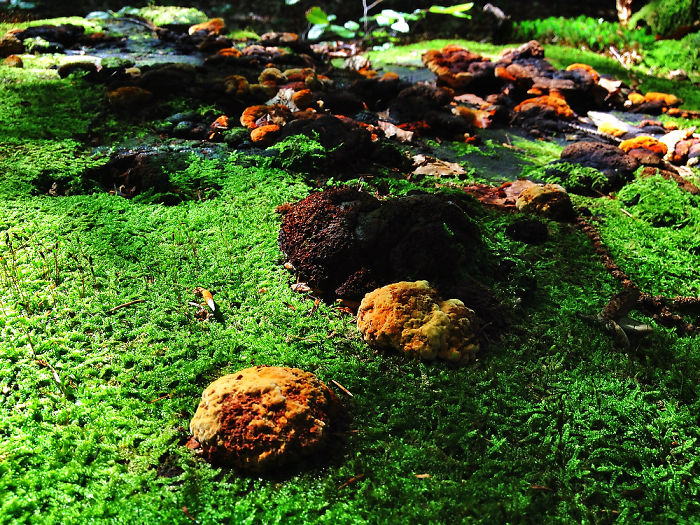 Dream Forrest/ Everybody Needs Their Own Space*