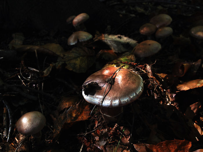 Dream Forrest/ Everybody Needs Their Own Space*