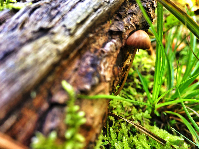 Dream Forrest/ Everybody Needs Their Own Space*