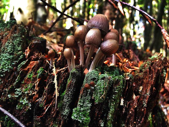 Dream Forrest/ Everybody Needs Their Own Space*