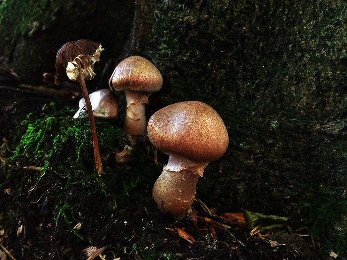 Dream Forrest/ Everybody Needs Their Own Space*