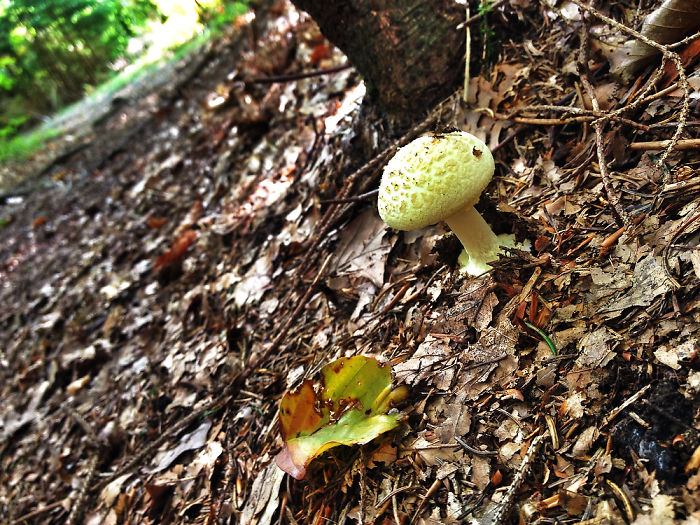 Dream Forrest/ Everybody Needs Their Own Space*
