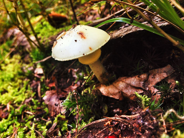Dream Forrest/ Everybody Needs Their Own Space*