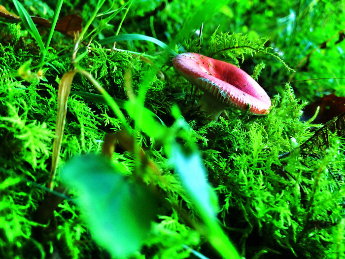 Dream Forrest/ Everybody Needs Their Own Space*