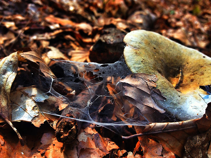 Dream Forrest/ Everybody Needs Their Own Space*