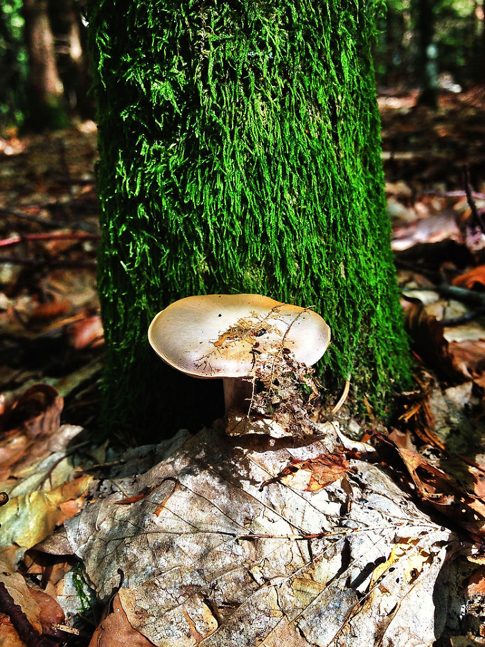 Dream Forrest/ Everybody Needs Their Own Space*