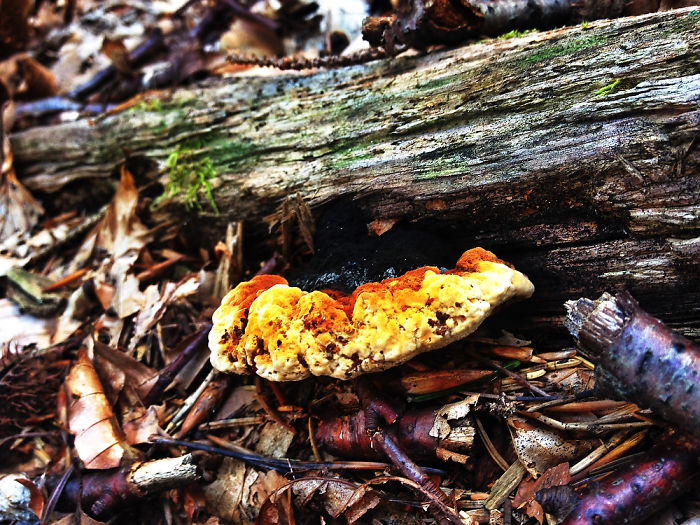 Dream Forrest/ Everybody Needs Their Own Space*