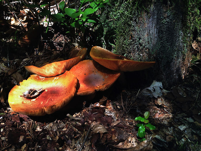 Dream Forrest/ Everybody Needs Their Own Space*