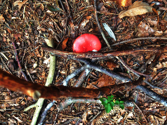 Dream Forrest/ Everybody Needs Their Own Space*