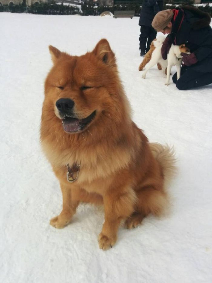 Gaspard The Chow Chow