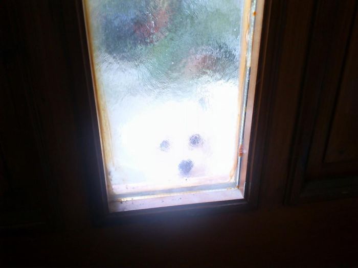 Little Polar Bear In The Snowstorm :-) Let Me In :-)
