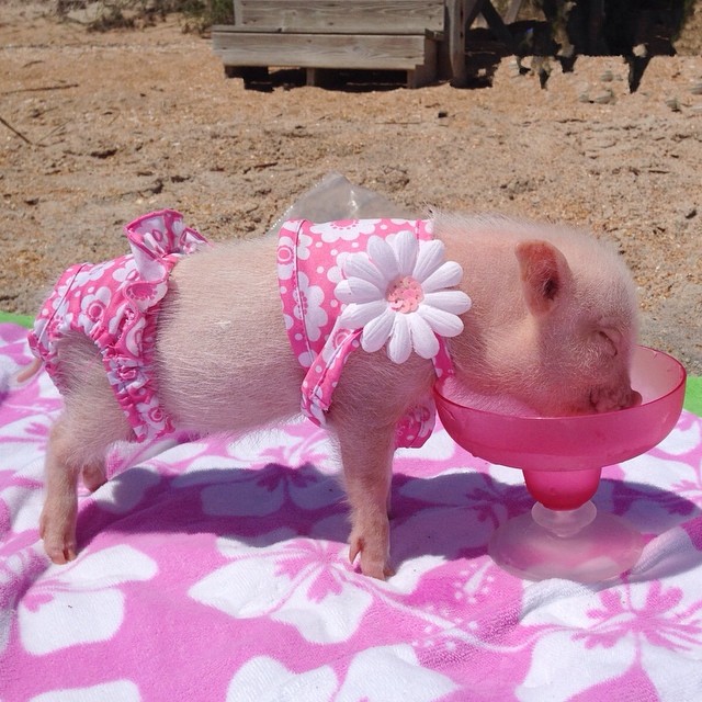 Pet Tutu Mini Pig Clothes Pretty in pink