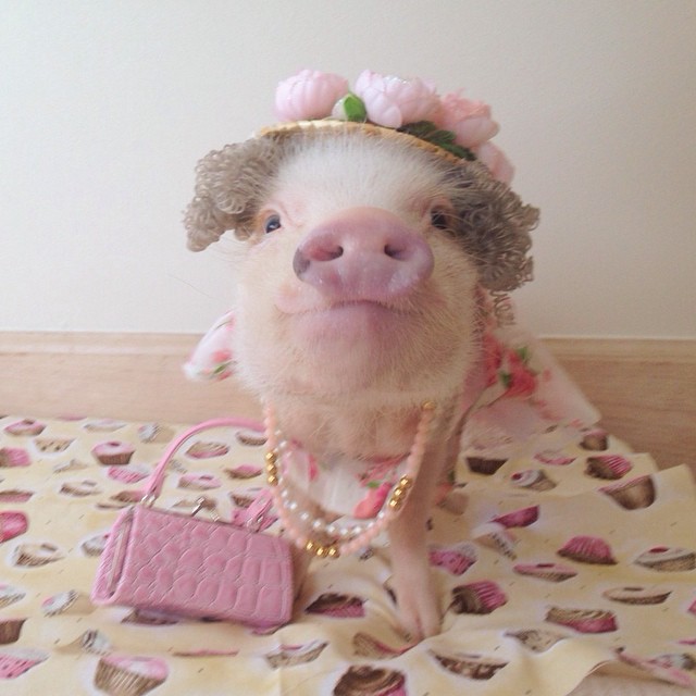 Meet Priscilla: The Prettiest Mini Pig On Instagram