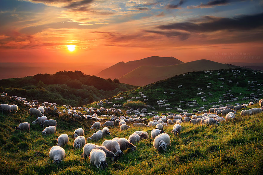 sheep-herds-around-the-world-13